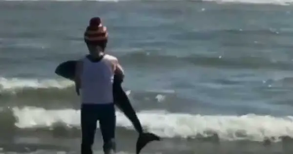 Woman carries stranded dolphin back out to the safety of the sea