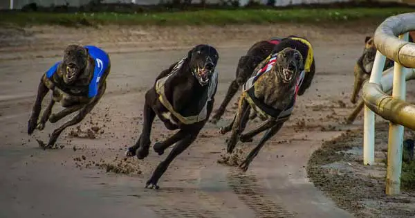 Disturbing documentary reveals shocking truth behind greyhound racing