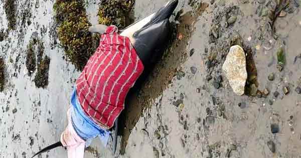 dolphin stranded on Irish beach