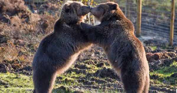 Brown bears at Wild Ireland