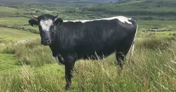 Droimeann cow