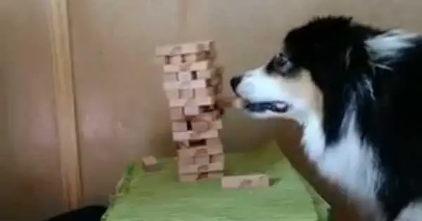 Incredibly skillful dog can play Jenga