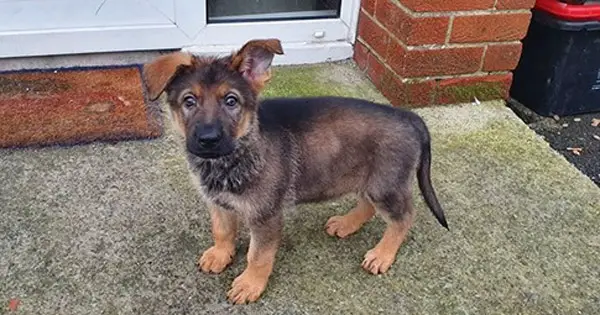 Puppy repeatedly escaped locked crate when owners not looking – secret camera reveals she had an accomplice