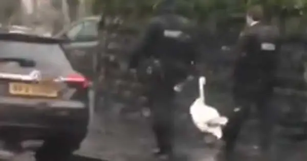 Rogue swan requires police escort after wandering through traffic in Belfast