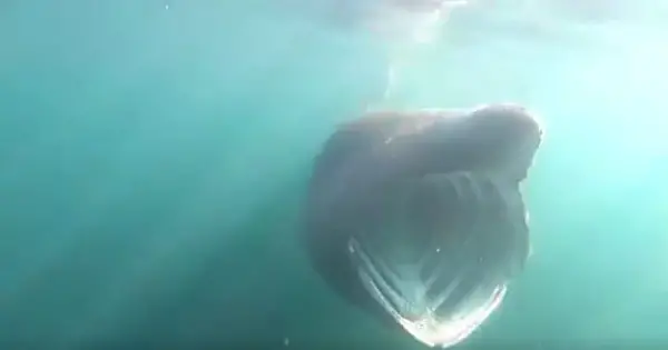 Surfers swim with basking sharks off Co Claire, Ireland