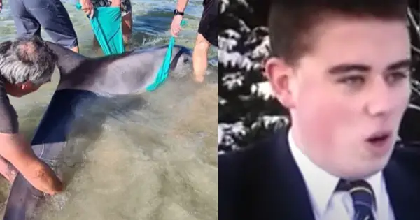 Humans rescue dolphin and dolphins rescue human either side of Irish waters