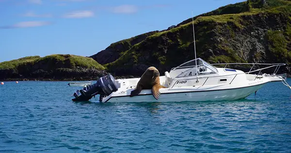Wally the walrus has learnt to climb into boats. Photo copyright Clonakilty Distillery
