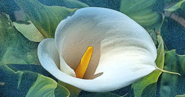 Easter Lily – sign of peace and hope for the future