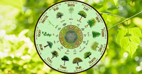 The ogham tree calendar