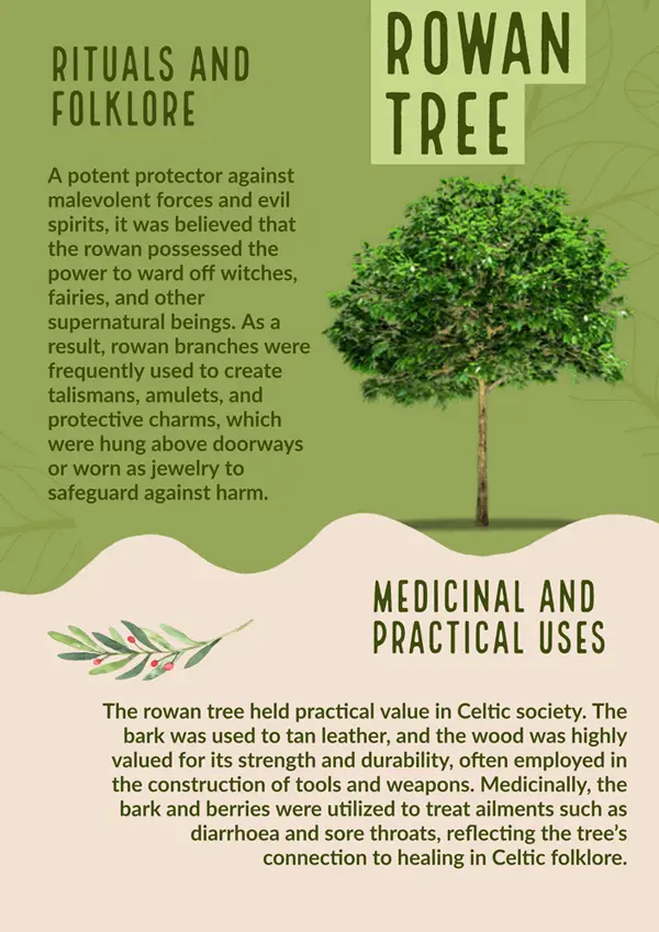 Rowan infographic, giving key facts about rowan trees in Celtic mythology.