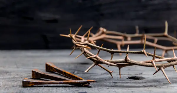 Hawthorn branches may have formed the crown of thorns placed on the head of Jesus.