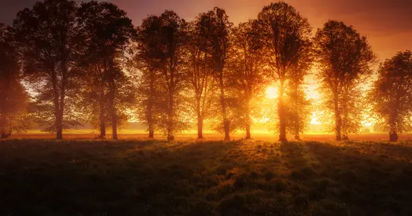 Ogham trees in a line against a sunset background