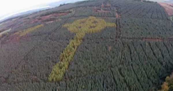 Celtic Cross tree formation