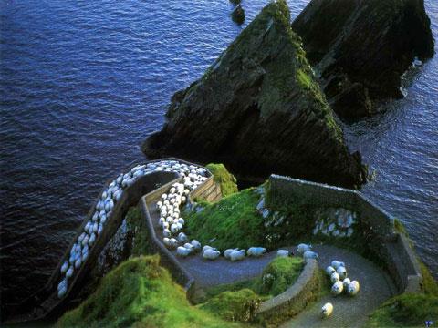 Sheep coming home after a few days on the Blasket Islands off the coast of Kerry.