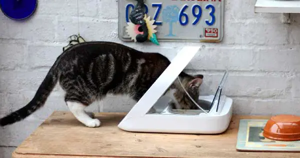 Top cat gadgets