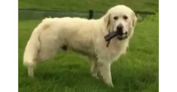 Irish dog steals phone from owner and wants to play
