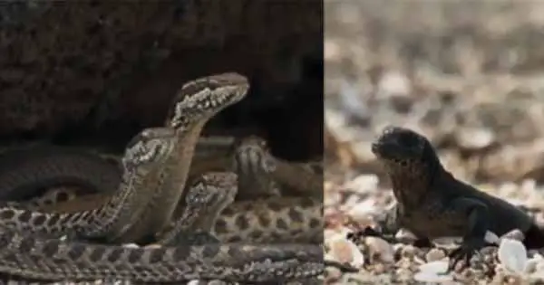 Baby iguanas race from snakes has got everyoe talking