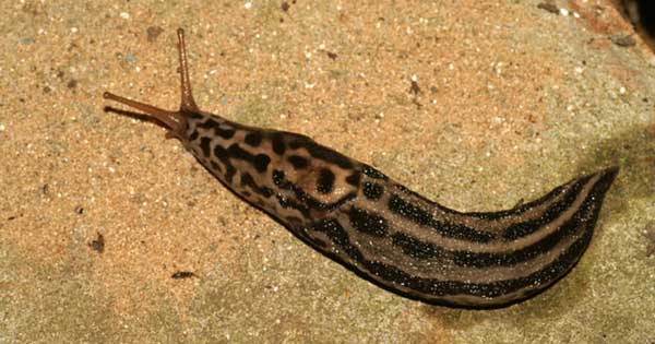 Slug it out in your garden this summer